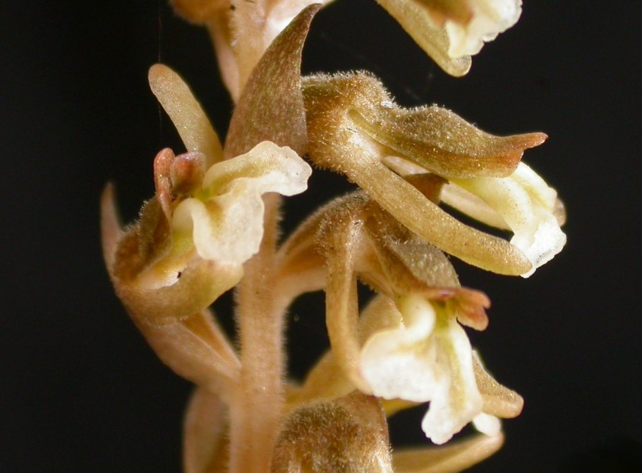 Spiranthes spiralis
