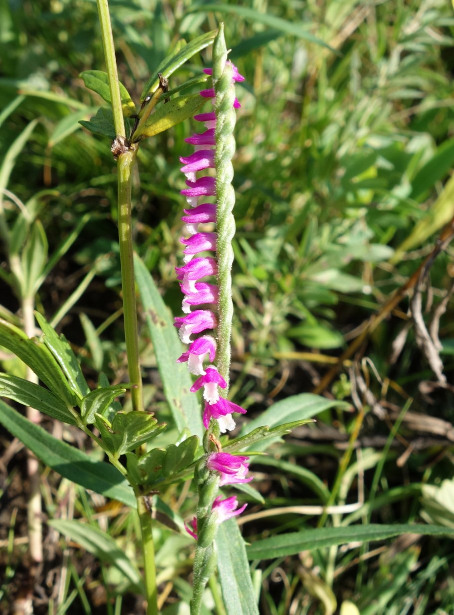 Spiranthes latipholia