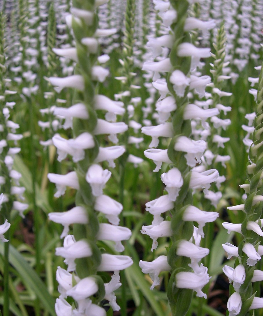 Spiranthes cernua