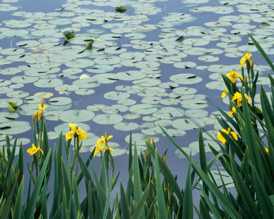 Ирисы пруд Лотос