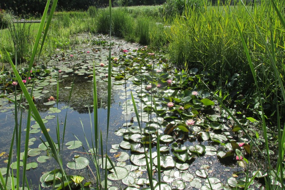 Прудовые растения