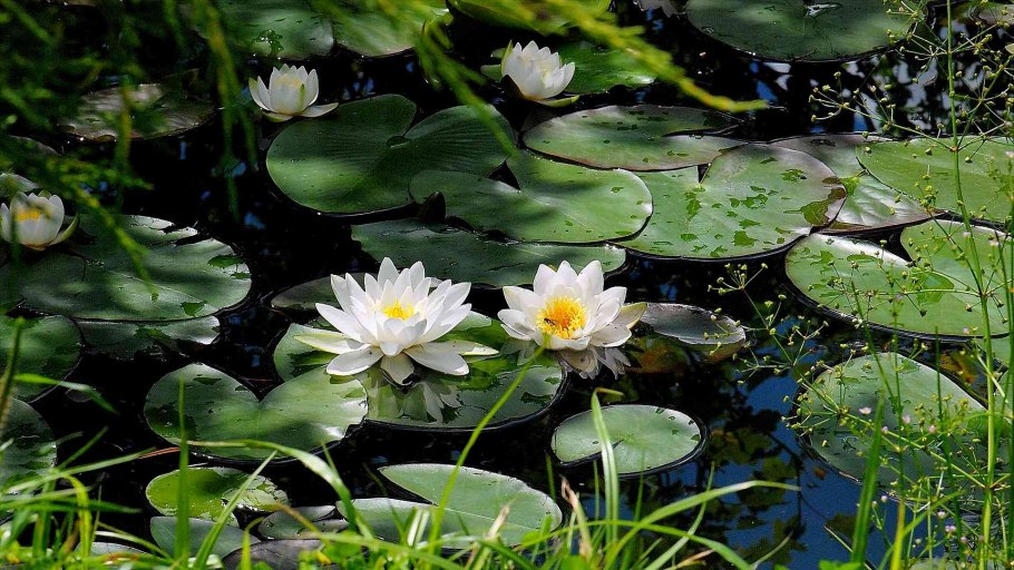 Кувшинка Одолень трава