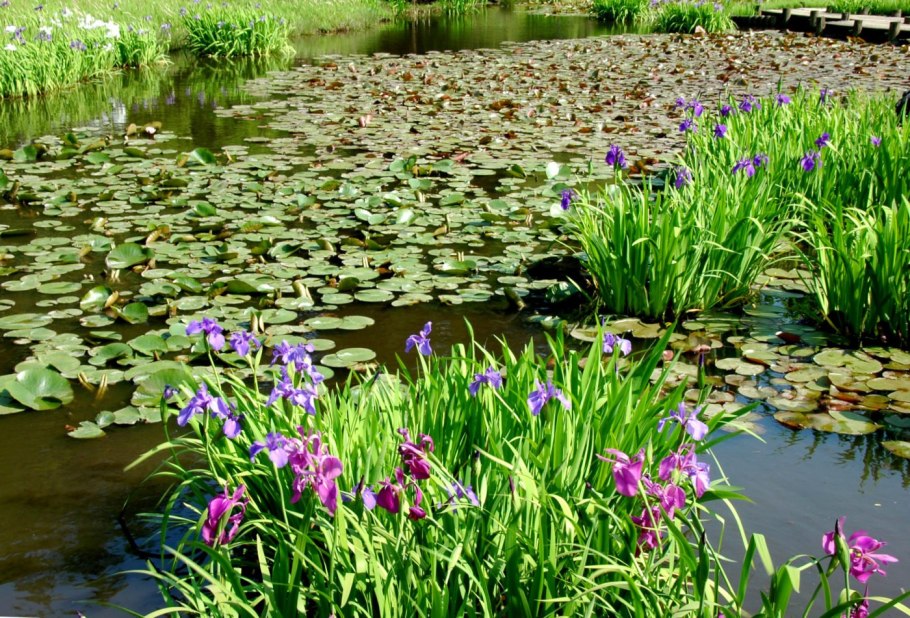 Водный сад ирисов в Японии