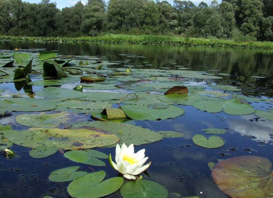 Белое озеро Селигер кувшинки