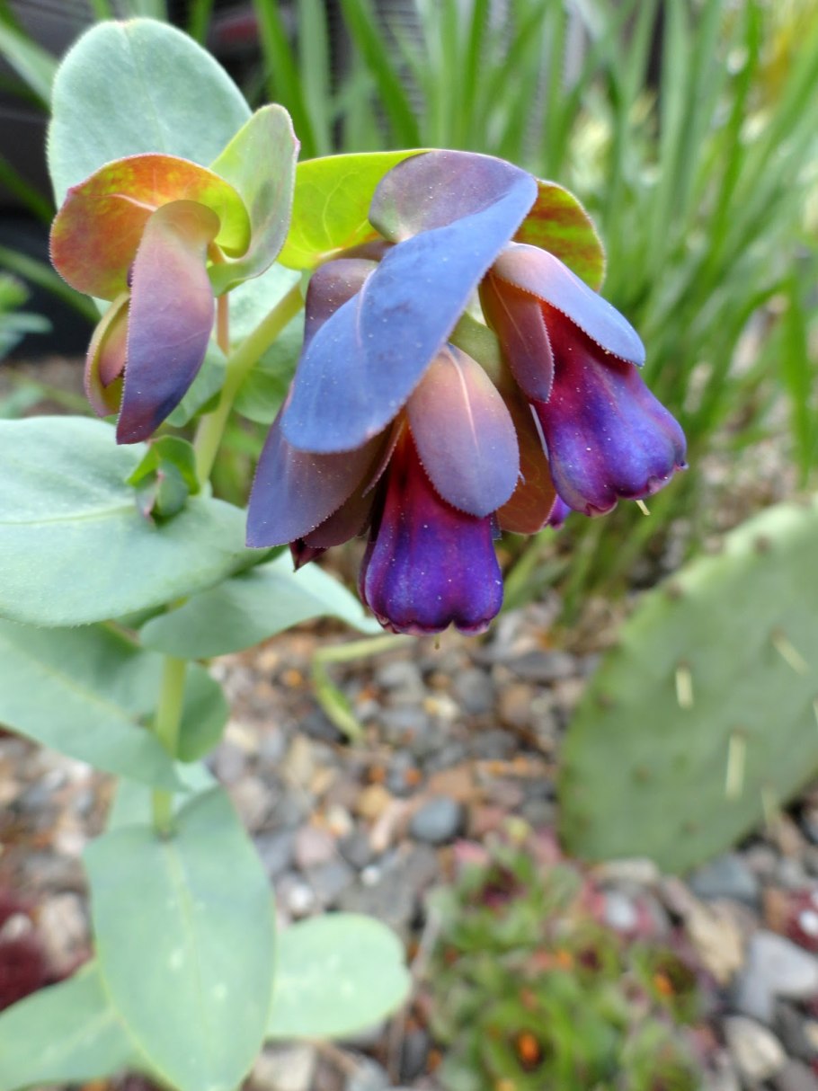 Beschorneria albiflora