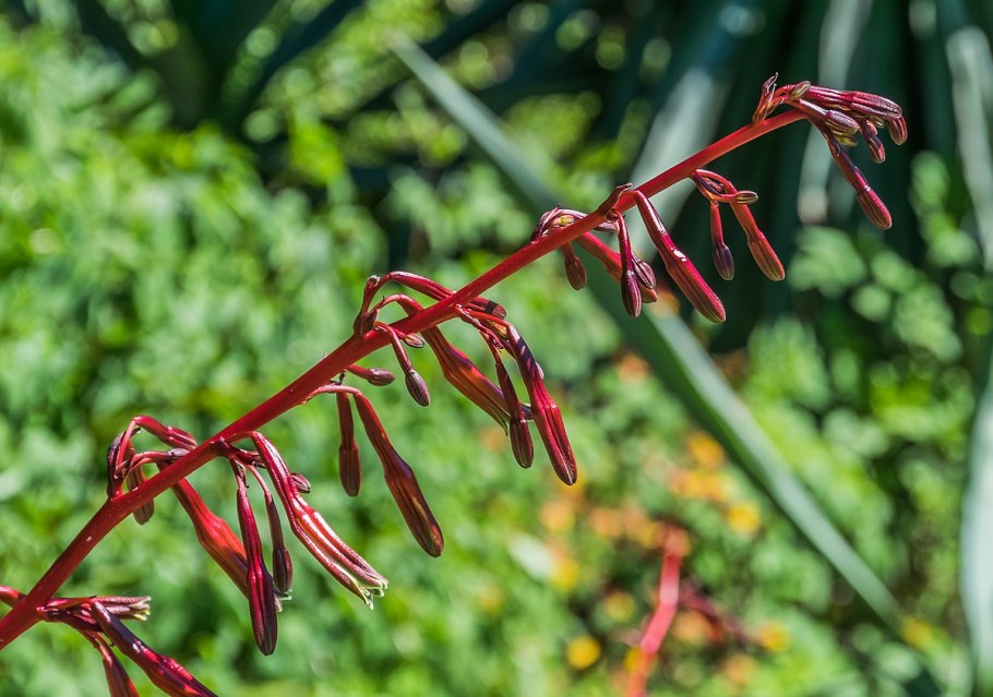 Beschorneria tubiflora