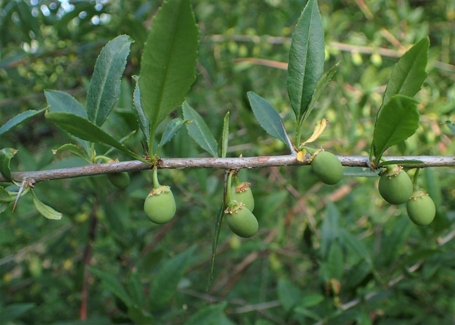 Растение китайская принсепия