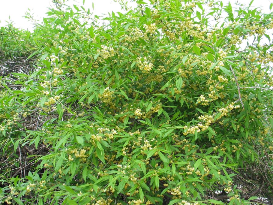 Вишня колючая плоскосемянник принсепия