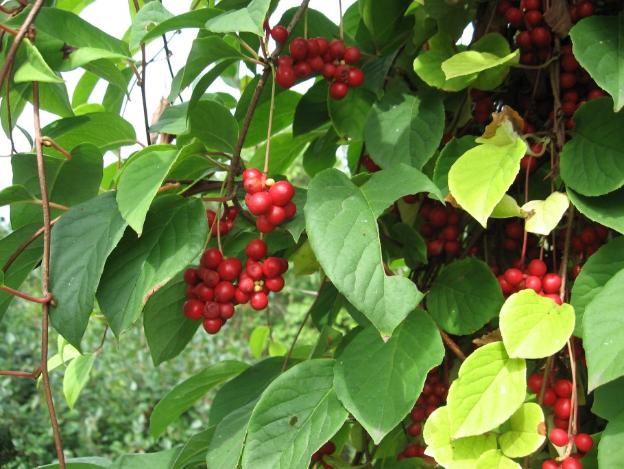 Кольквиция кустарник