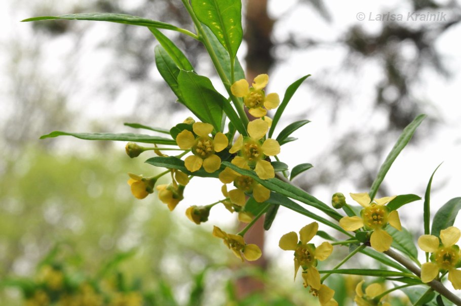 Принсепия китайская (Prinsepia sinensis)