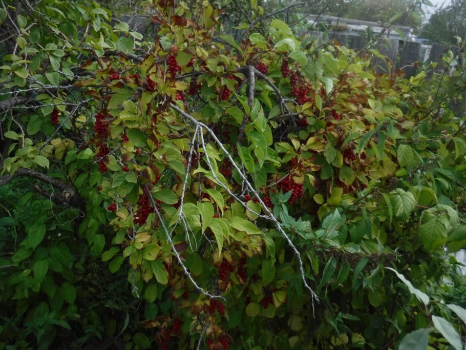 Розовик цепкий