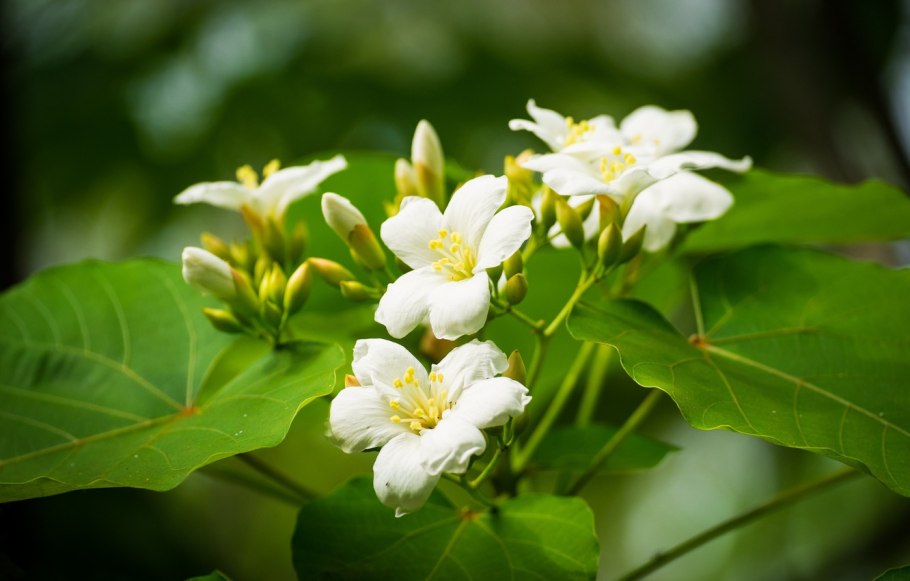 Растение Эмлерия