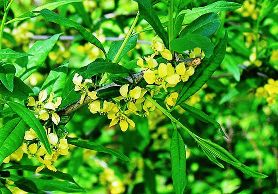 Принсепия китайская (Prinsepia sinensis)