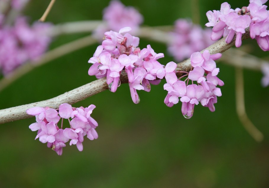 Принсепия китайская в ландшафтном дизайне