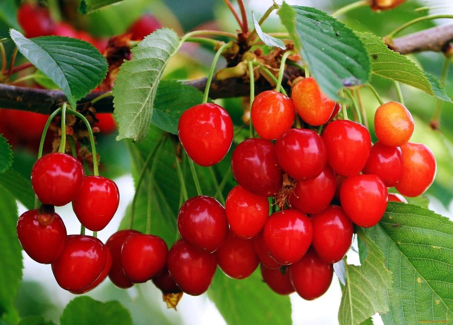 Маслянистая ягода красная