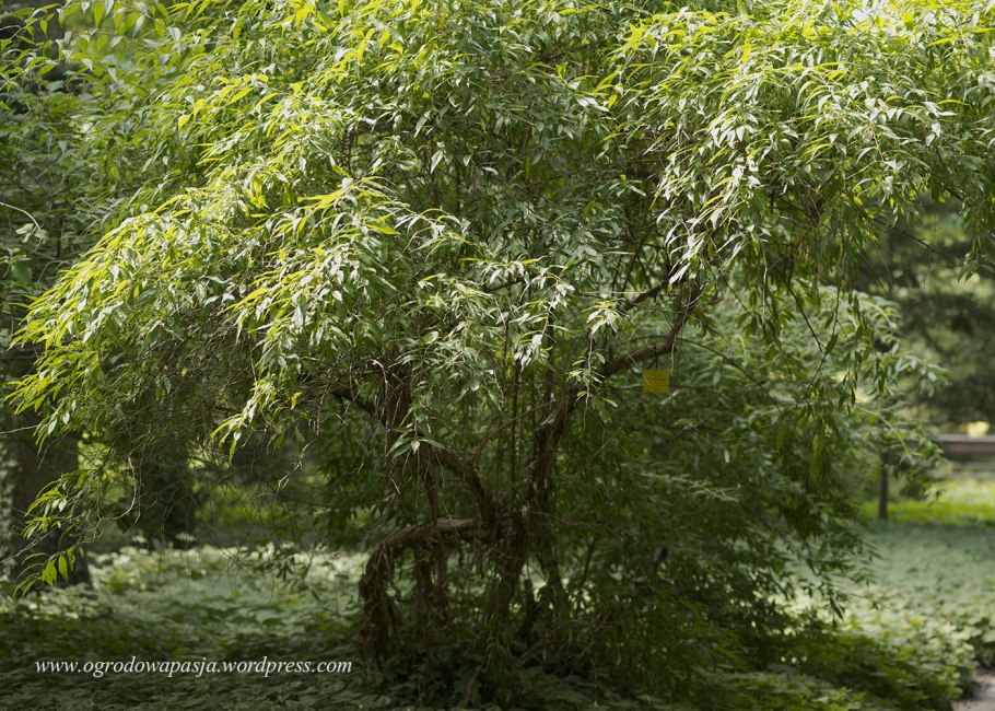 Розовик (родотипус