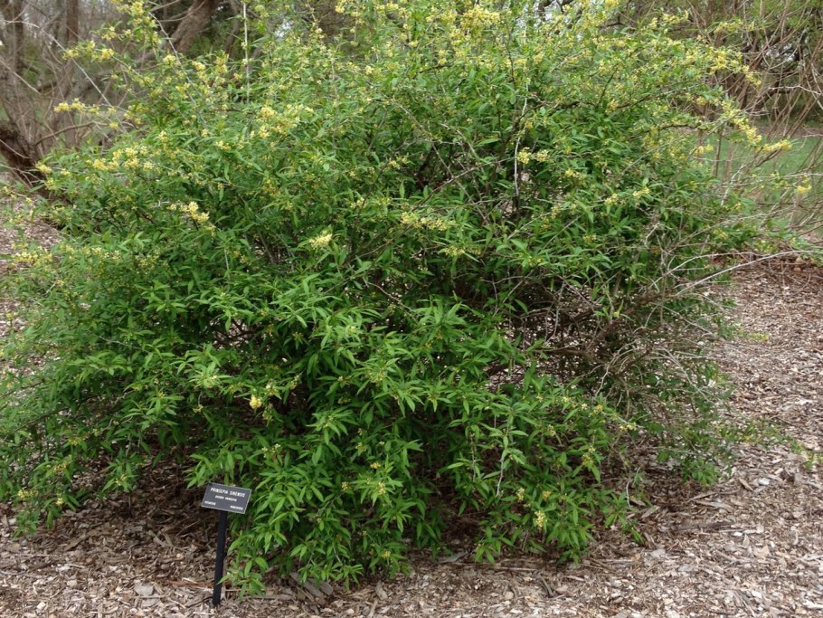 Принсепия китайская изгородь