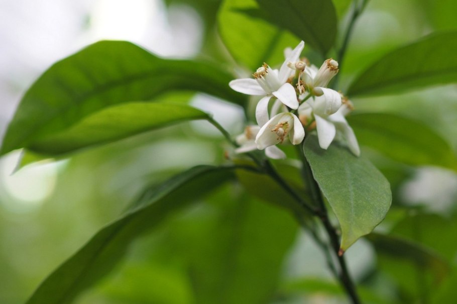 Вишня Эванс Бали