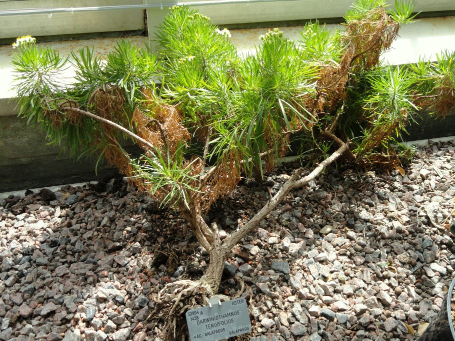 Гипсофила метельчатая (Gypsophila paniculata)