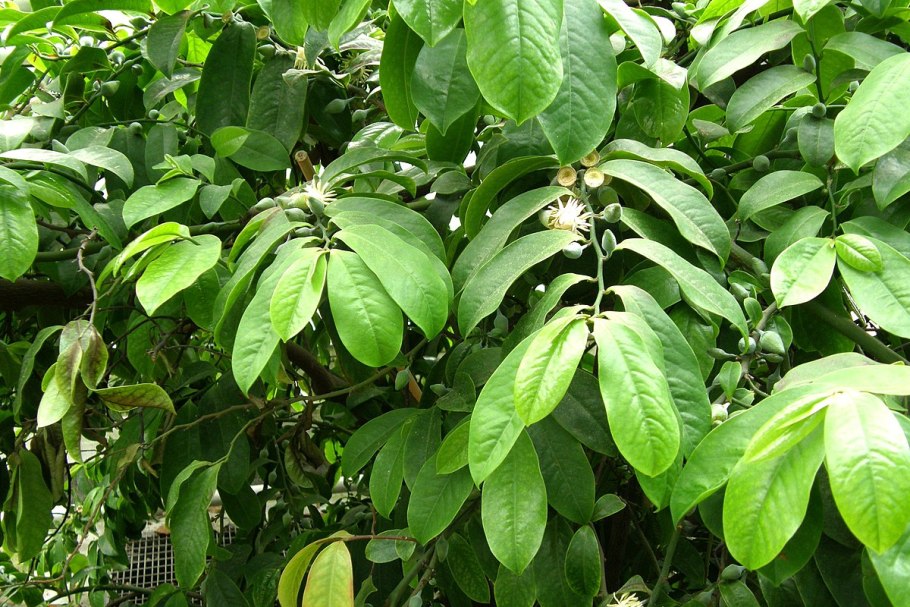 Eupomatia bennettii -