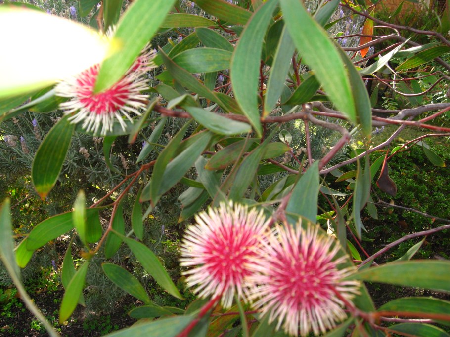 Кутровые (Apocynaceae)