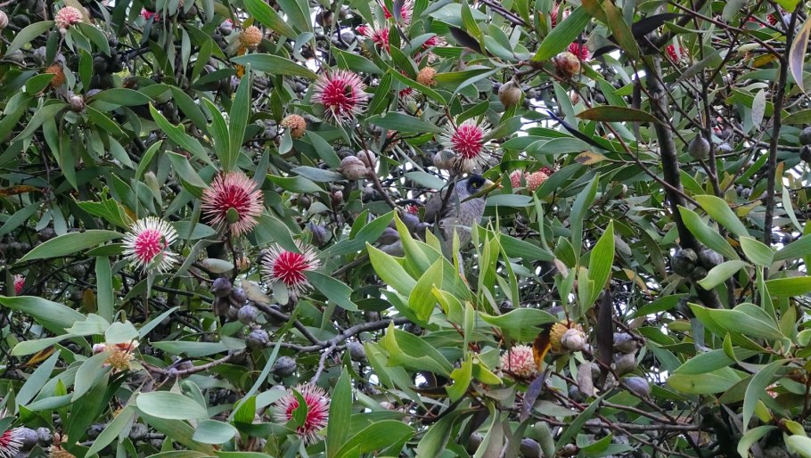 Сумах Лавра (Malosma Laurina