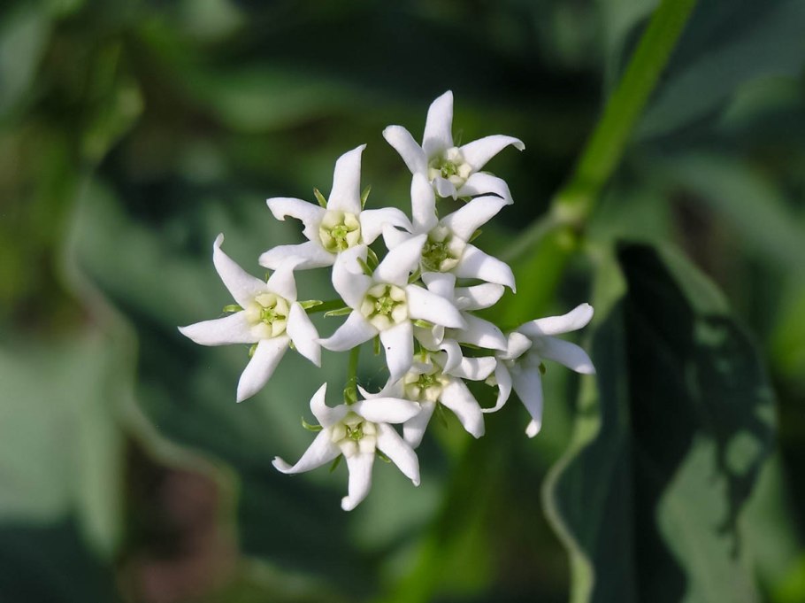 Смилацина (Smilacina)