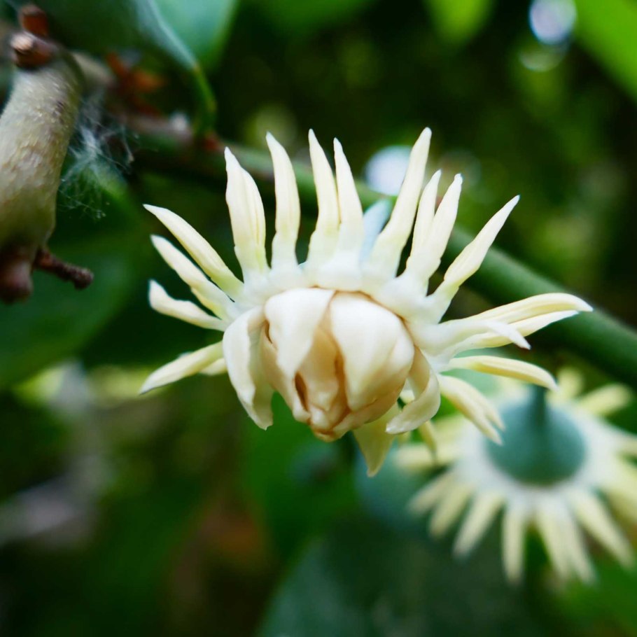 Hakea purpurea