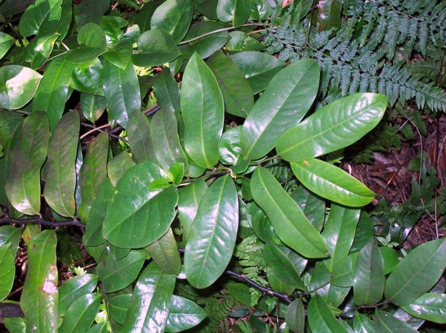 Malosma Laurina что это