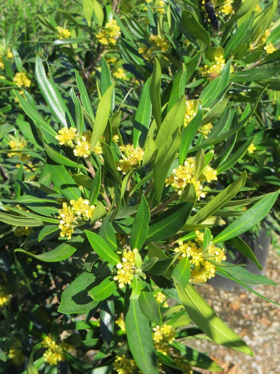 Ломонос ботаника