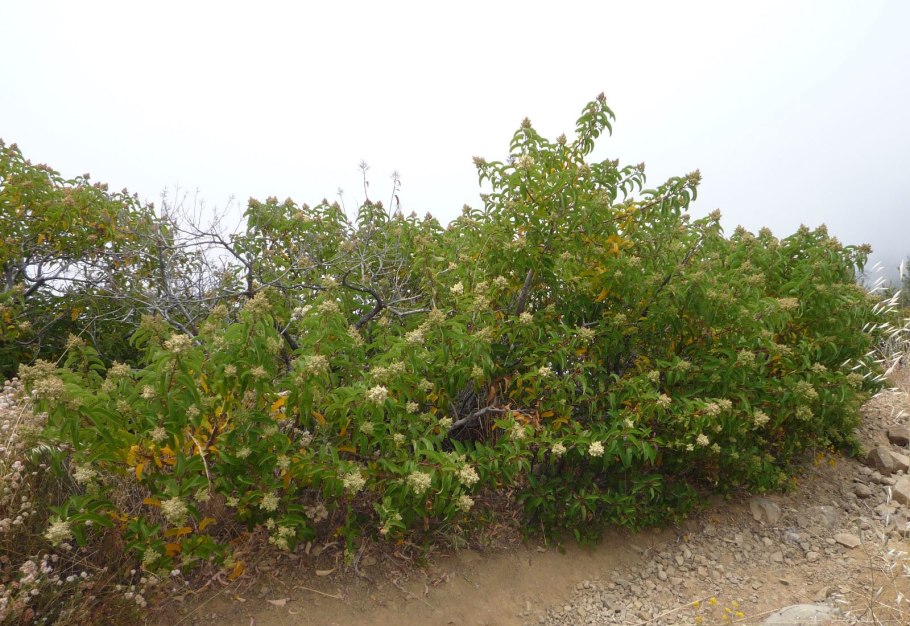 Недотрога мелкоцветковая строение