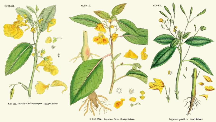 Galbulimima belgraveana