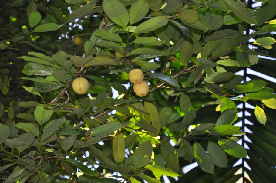 Myristica fragrans Houtt.