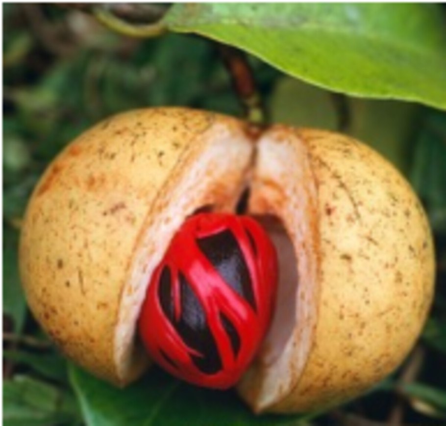 Мускатный орех (Myristica fragrans)