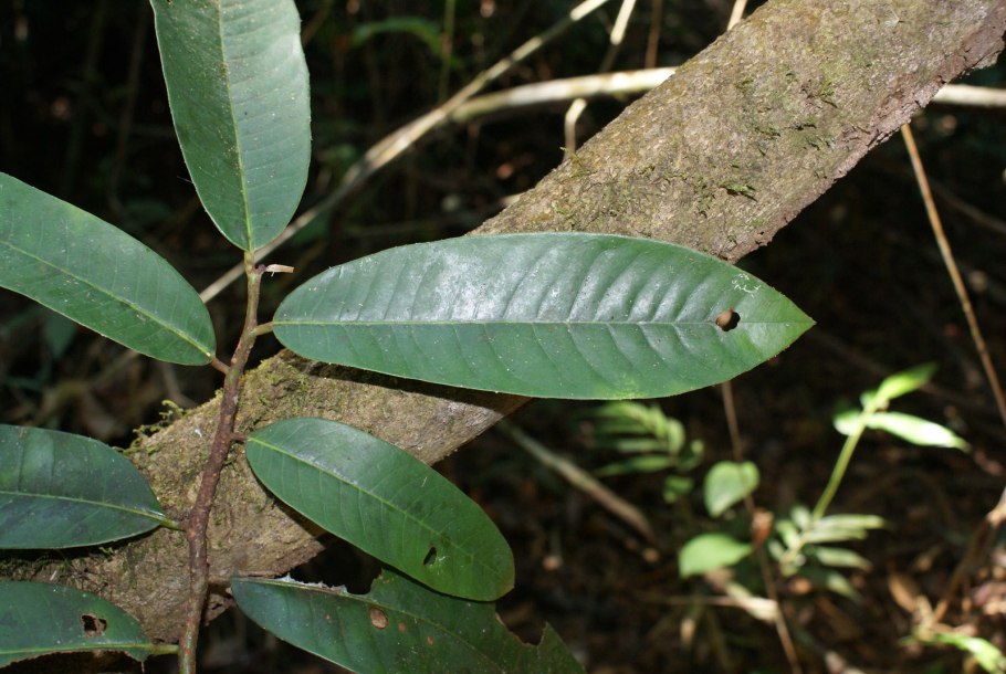 Myristica fragrans Houtt.