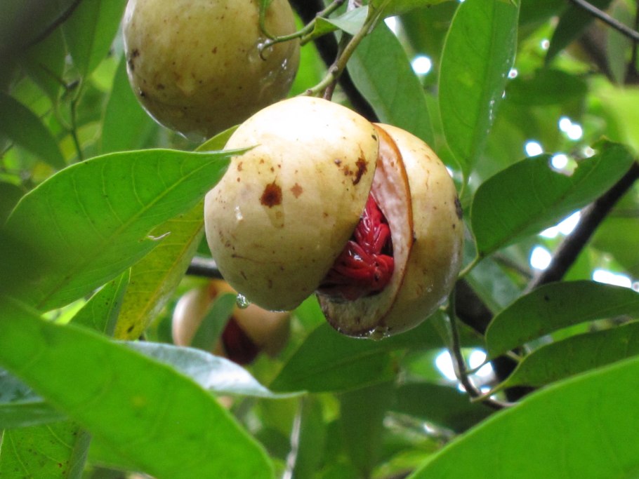 Nutmeg — мускатный орех