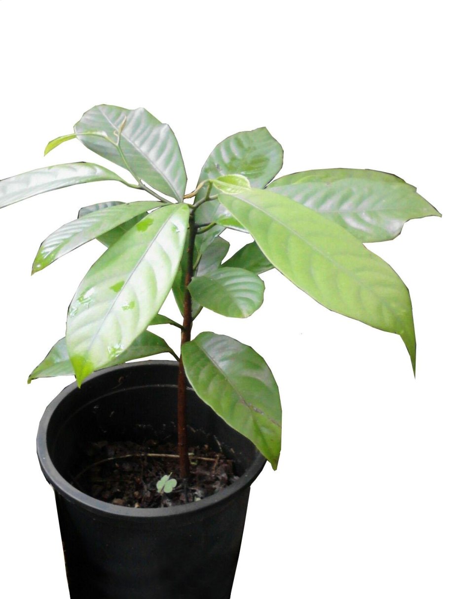 Вирола мускатная