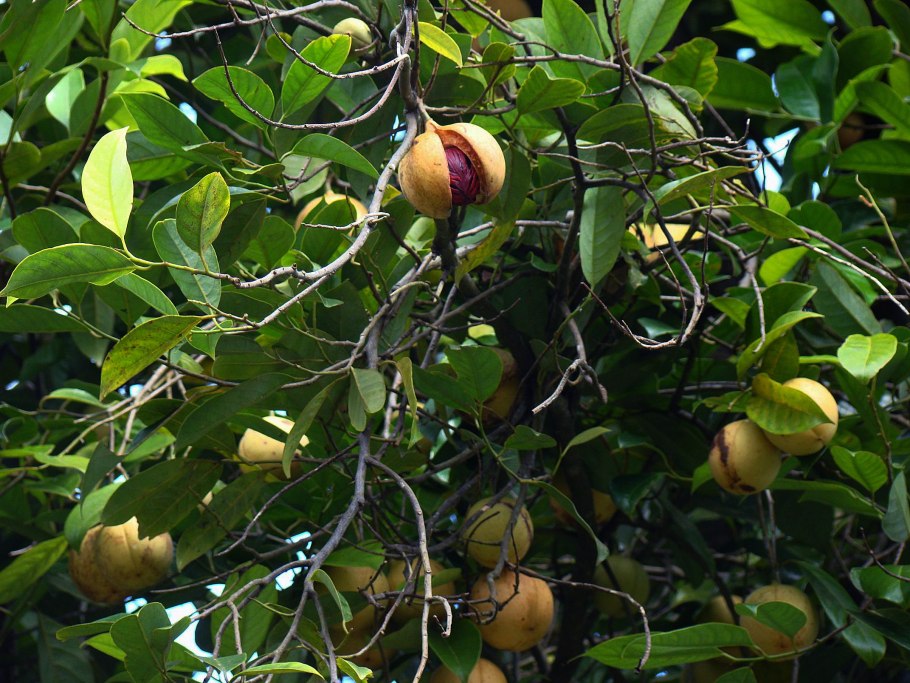 Nutmeg — мускатный орех