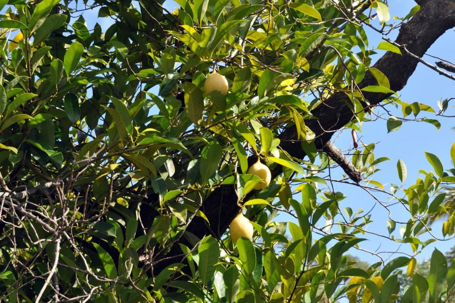 Мускатный орех дерево