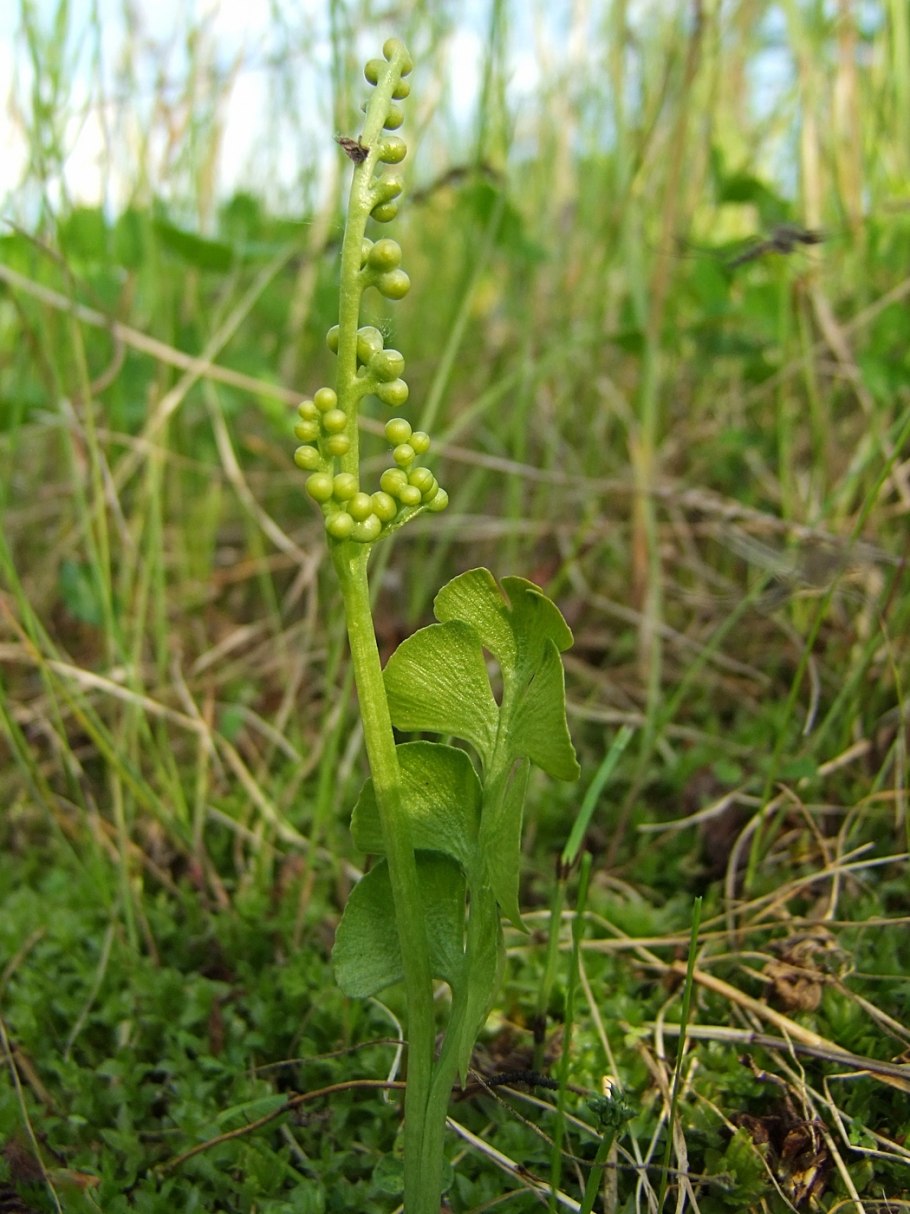 Ophioglossum lusitanicum