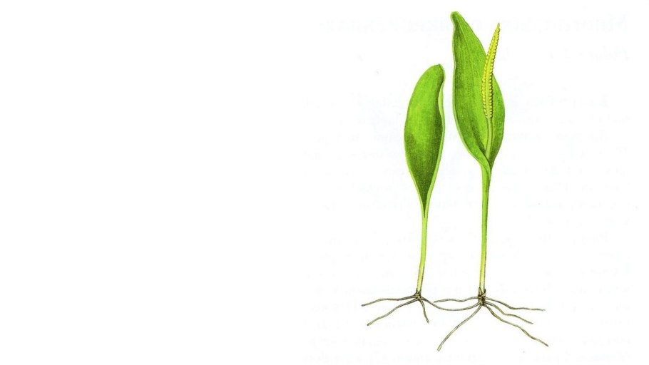 Папоротник Гроздовник виргинский