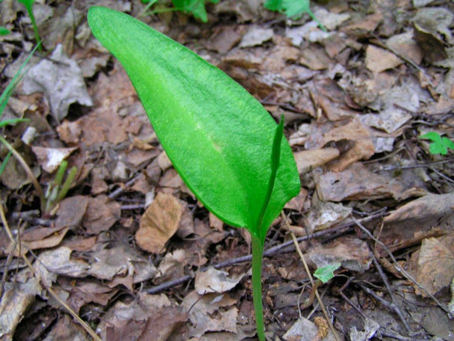 Папоротник Гроздовник