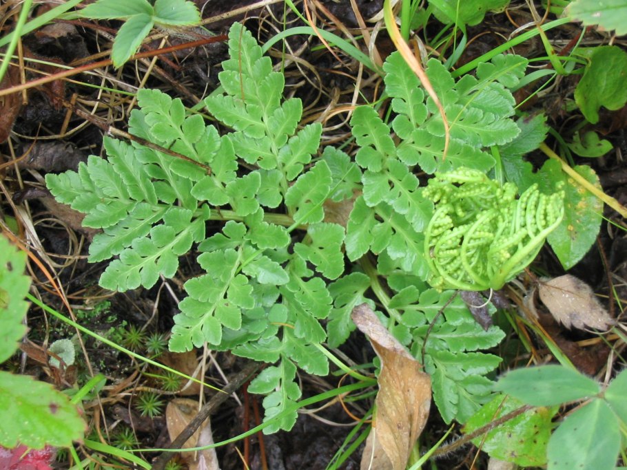 Гельминтостахис Зейланика