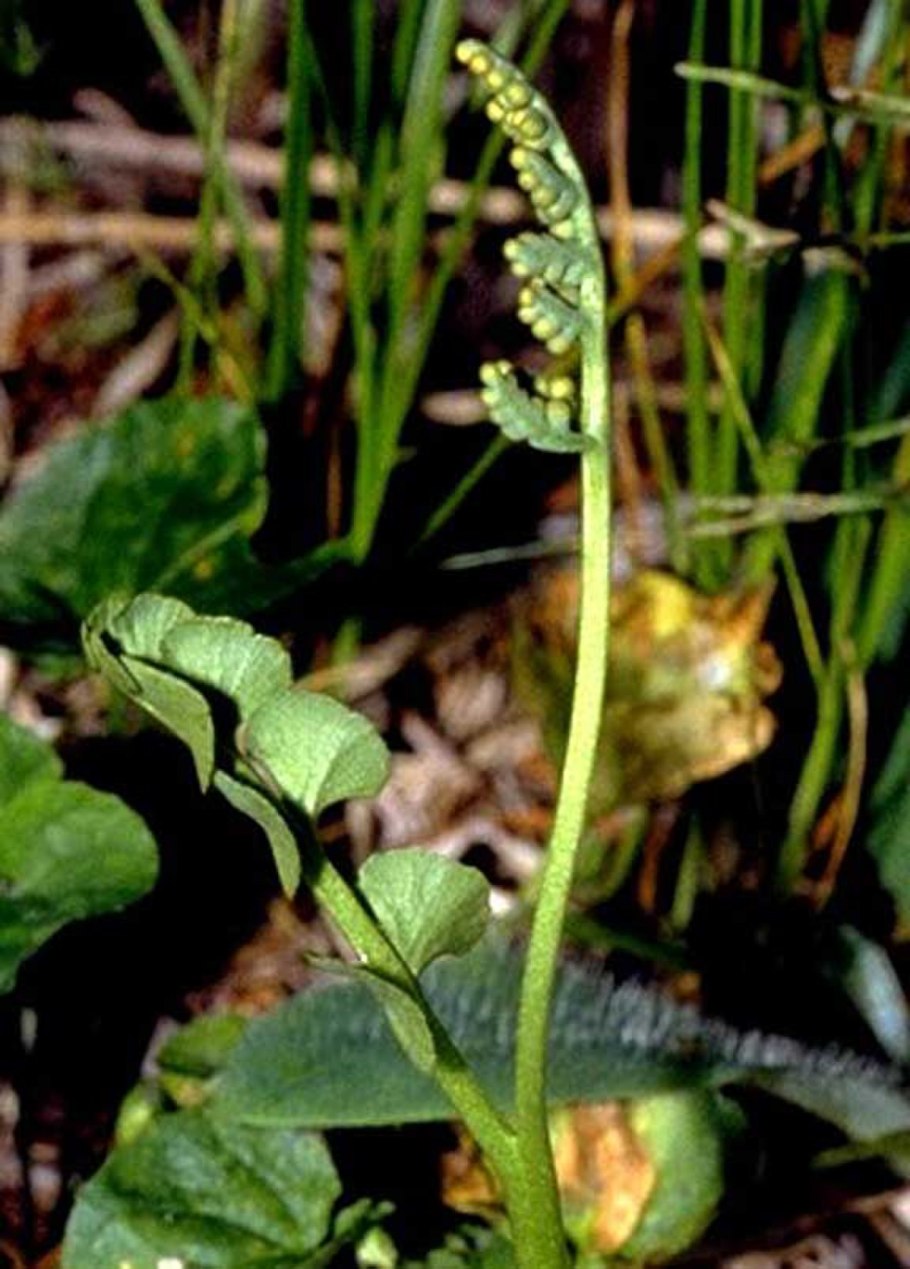 Ophioglossum malviae