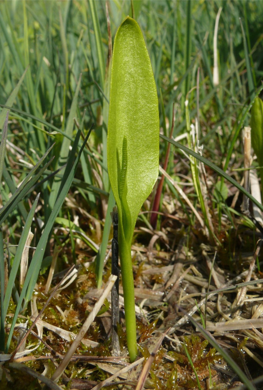 Гроздовник полулунный строение