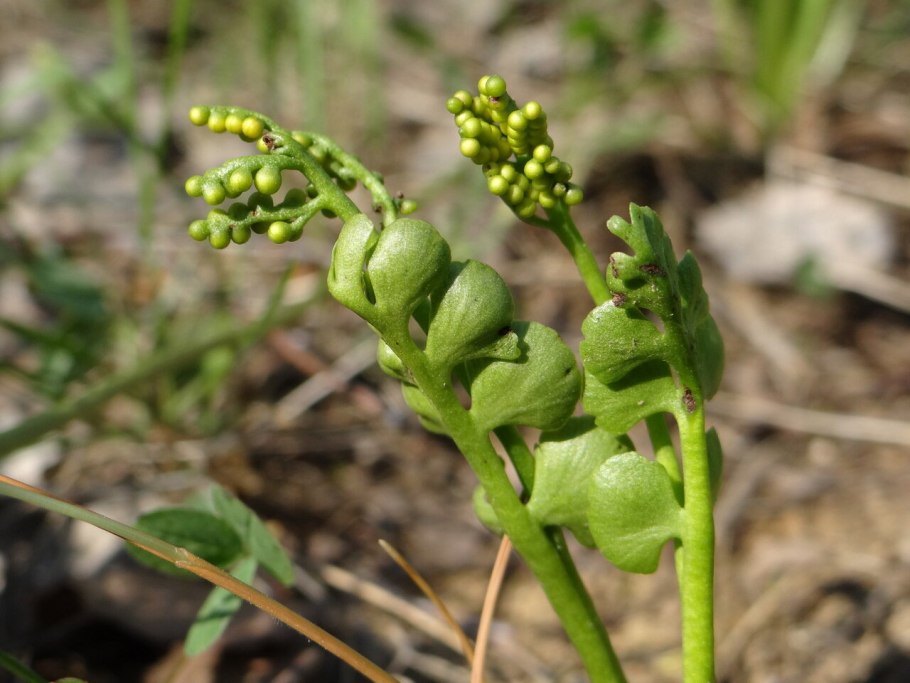 Папоротник Гроздовник полулунный