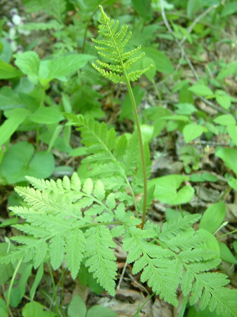 Ophioglossum Pendulum