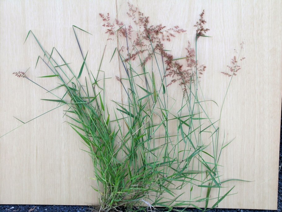 Рыхлодерновинные злаки