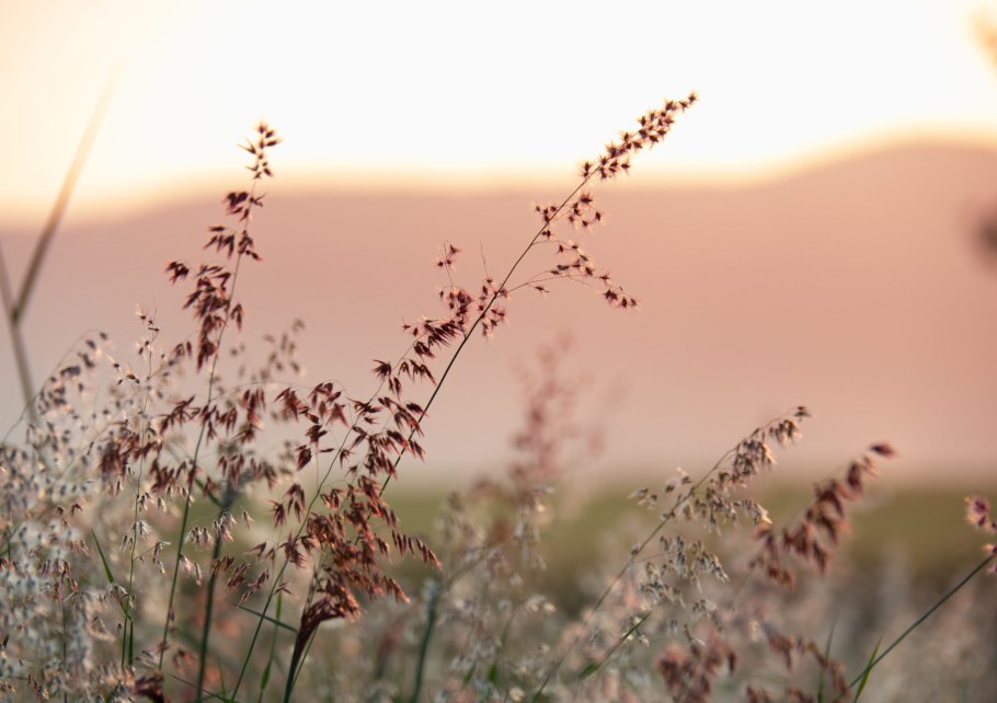 Очанка Путоранская