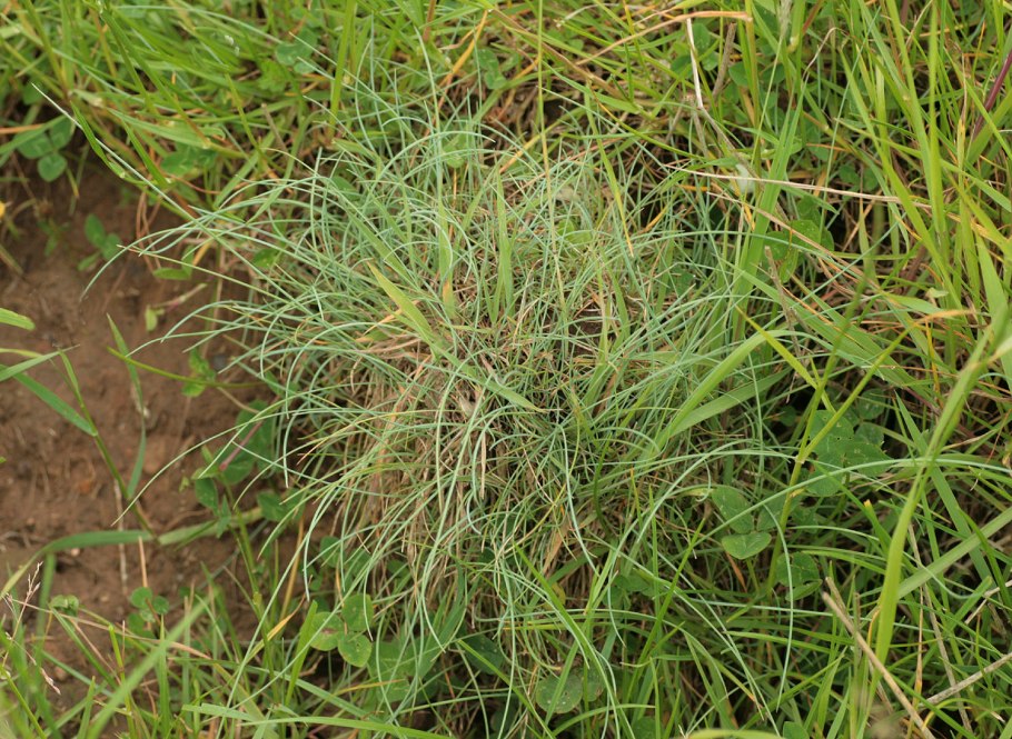 Поля разнотравье Алтая